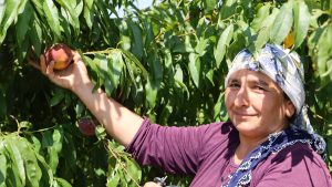 Çukurova’da Zirai Don ve Kar Yağışlarının Meyve Üzerindeki Yıkıcı Etkisi