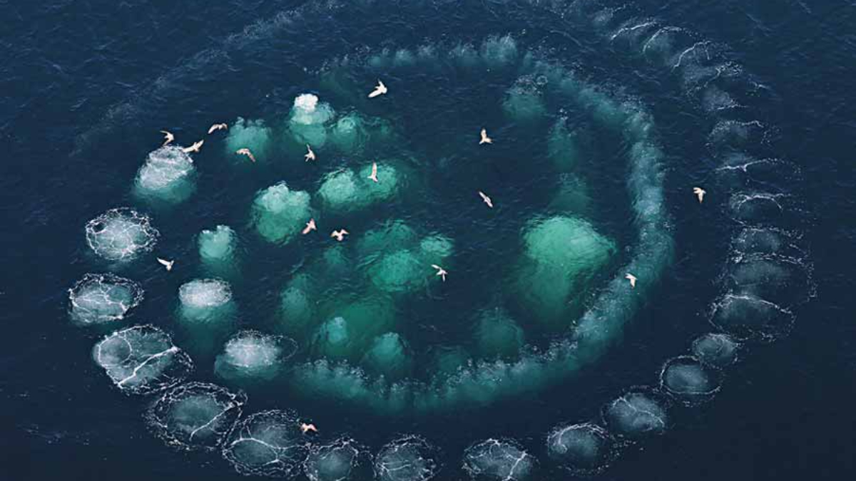 BALİNALARIN HABERCİSİ OLDUĞU GERÇEĞİ