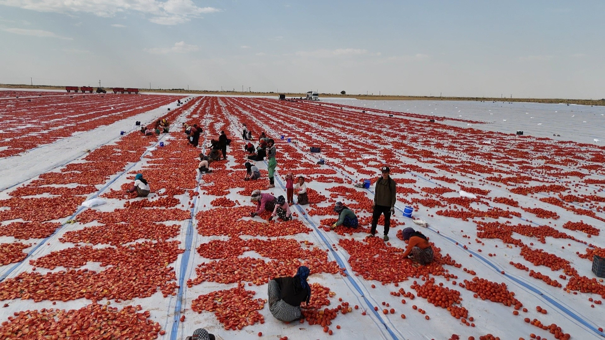 Küresel Pazar ve İhracat Süreci