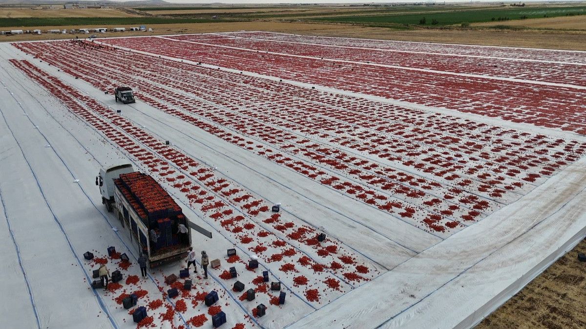 Diyarbakır'da Kurutulan Domatesler Avrupa Pazarında Yeralacak