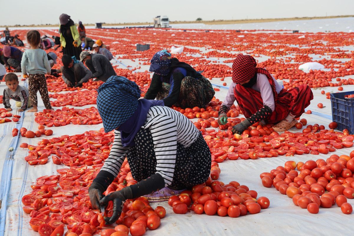 Diyarbakır'da Kurutulan Domatesler Avrupa Pazarında Yeralacak