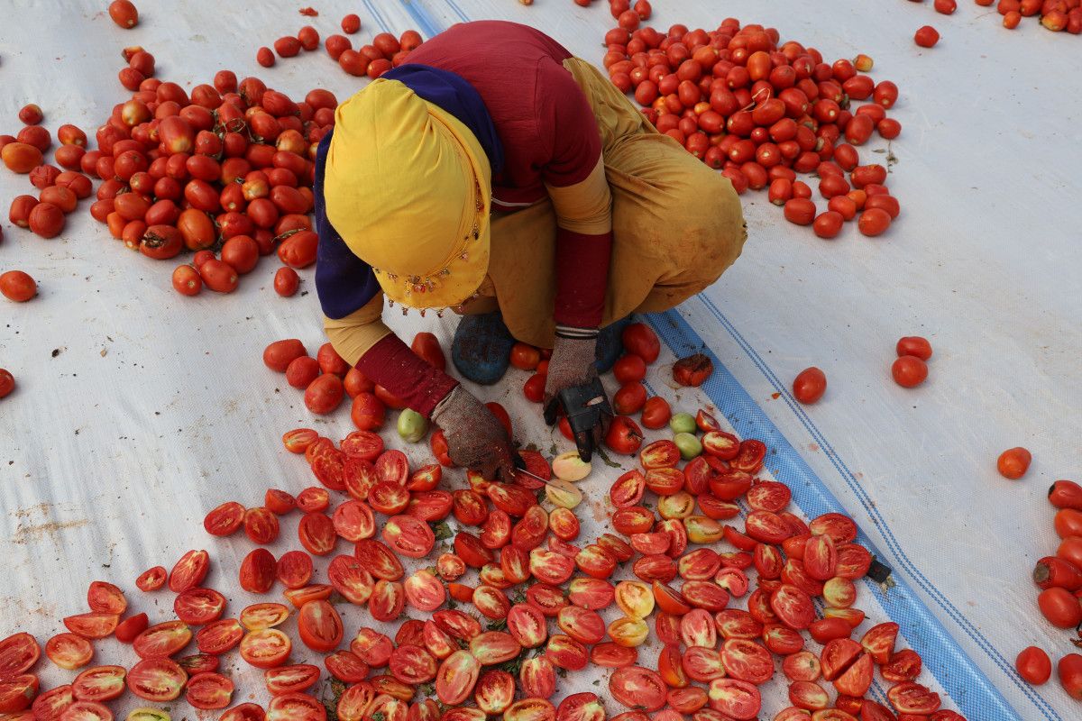Diyarbakır'da Kurutulan Domatesler Avrupa Pazarında Yeralacak