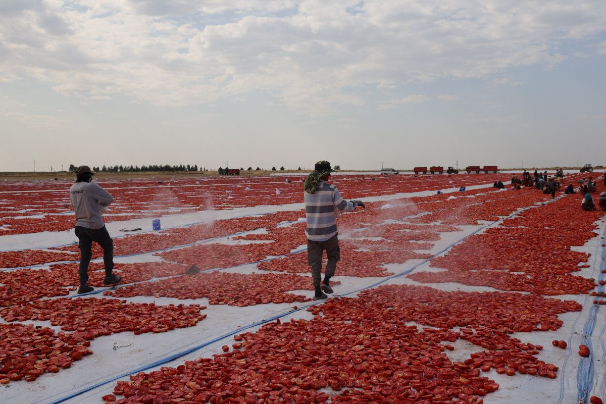 Diyarbakır'da Kurutulan Domatesler Avrupa Pazarında Yeralacak