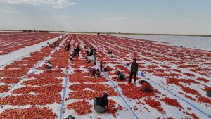 Diyarbakır’da Kurutulan Domatesler Avrupa Pazarında Yeralacak