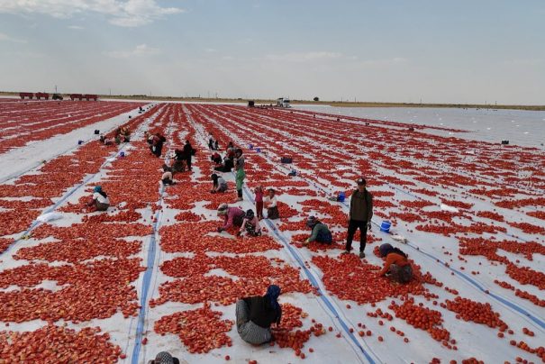 Diyarbakır’da Kurutulan Domatesler Avrupa Pazarında Yeralacak