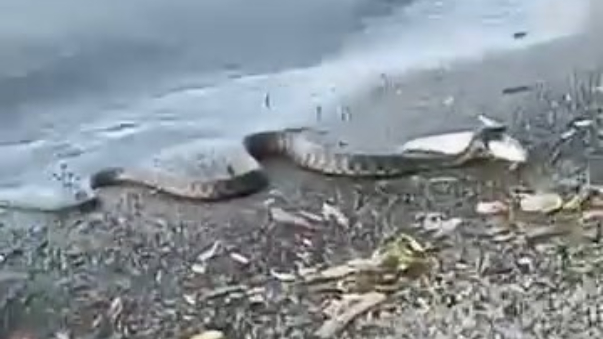 Yılanın Balığını Geri İade Etmesi