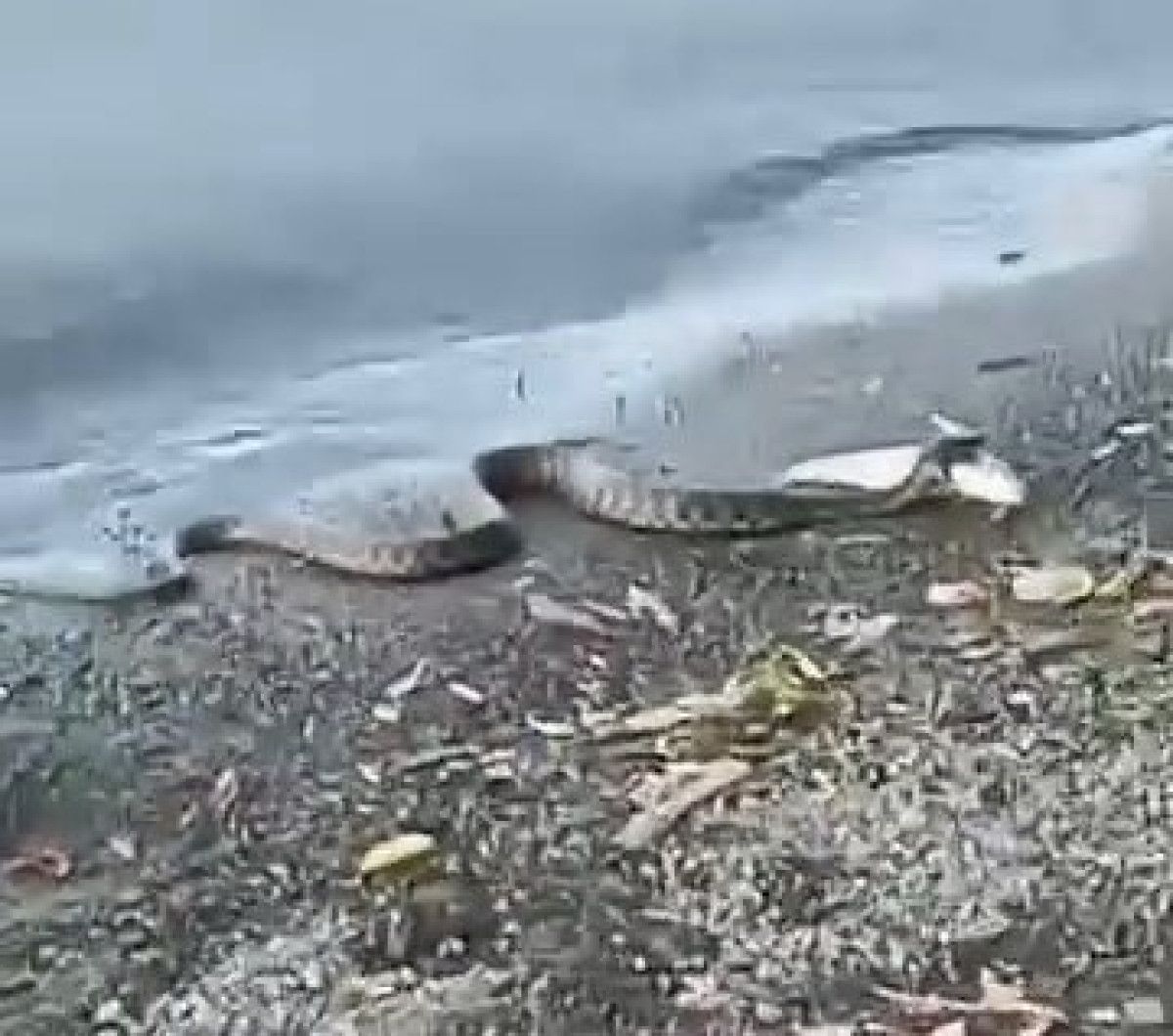 Yılanın Balığını Geri İade Etmesi