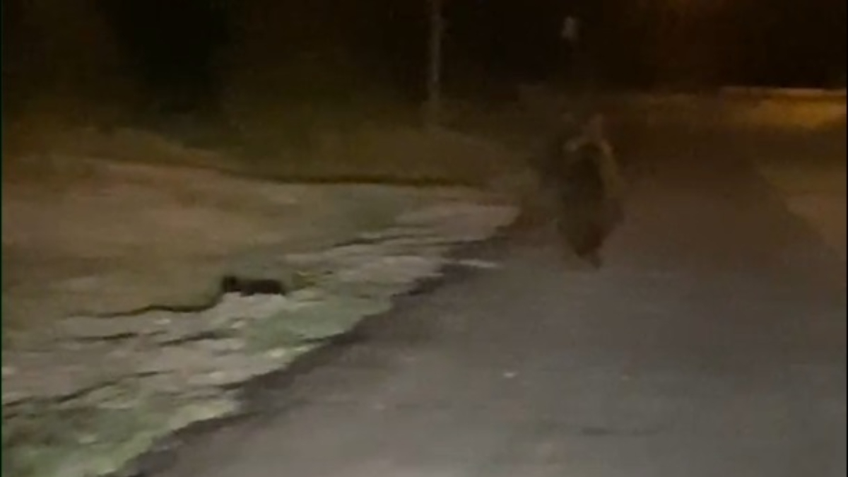 Erenler İlçesinde Sürpriz Ayı Olayı