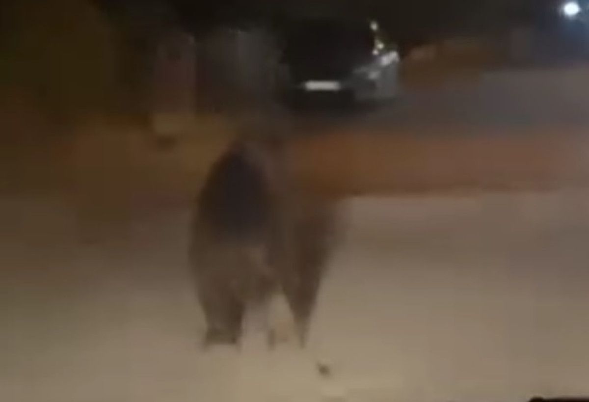 Erenler İlçesinde Sürpriz Ayı Olayı