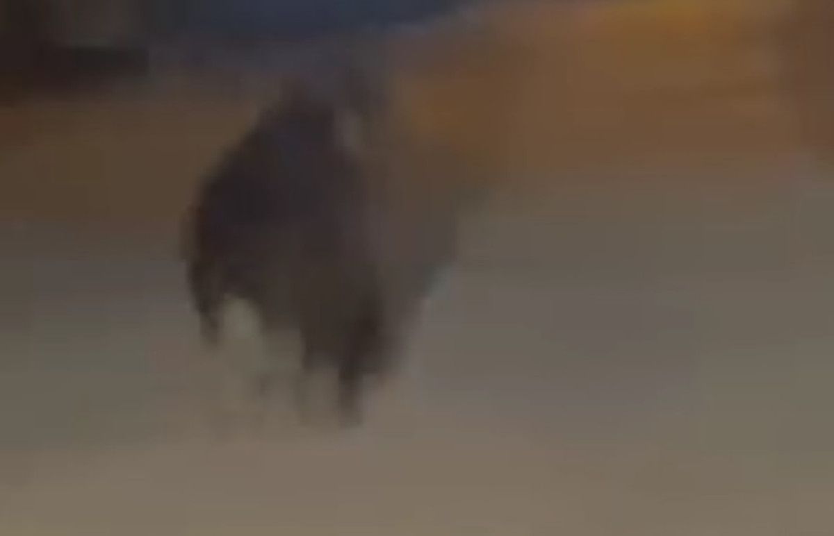 Erenler İlçesinde Sürpriz Ayı Olayı