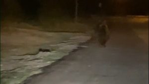 Erenler’de Ayı Görüntüleri Şoke Etti