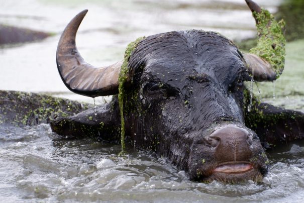 Erzurum Söğütlü Köyü ve Mandacılık Geleneği