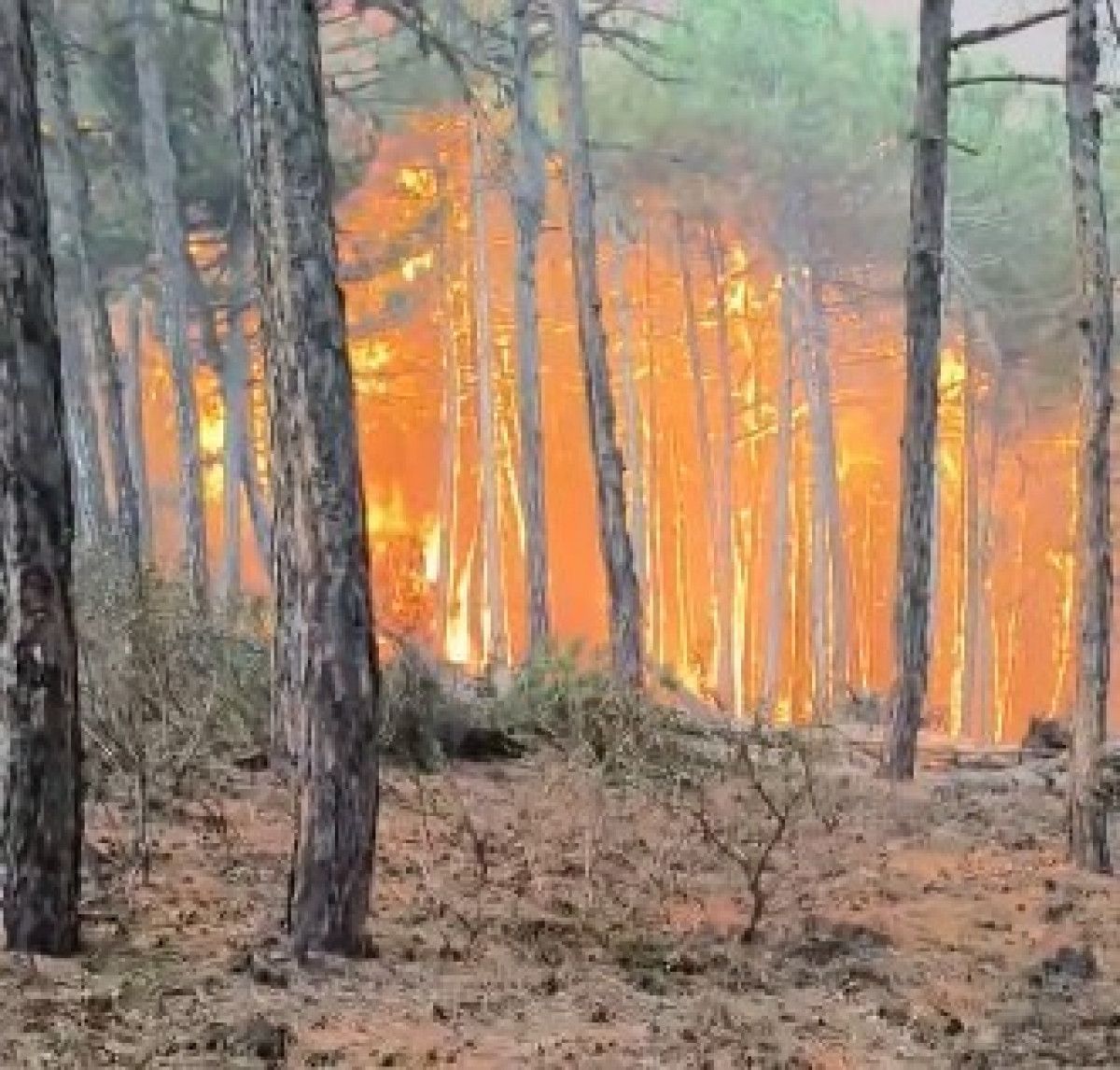 Orman Kahramanlarının Cesur Çabası