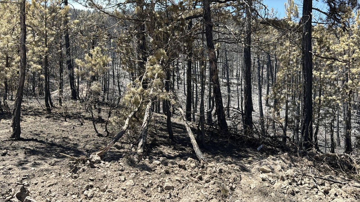 Güçlü Bir Birlik ve Vatan Sevgisi