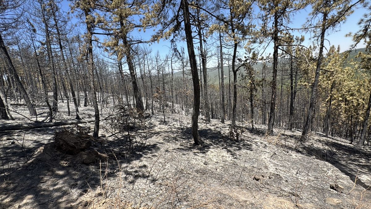 Yangının Son Durumu ve Müdahale Çalışmaları