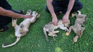 Gaziantep’te Aslan Yavruları Dünyaya Geldi: Yeni Maskotlar ve İsimleri Anketle Belirlenecek