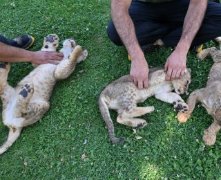 Gaziantep’te Aslan Yavruları Dünyaya Geldi: Yeni Maskotlar ve İsimleri Anketle Belirlenecek