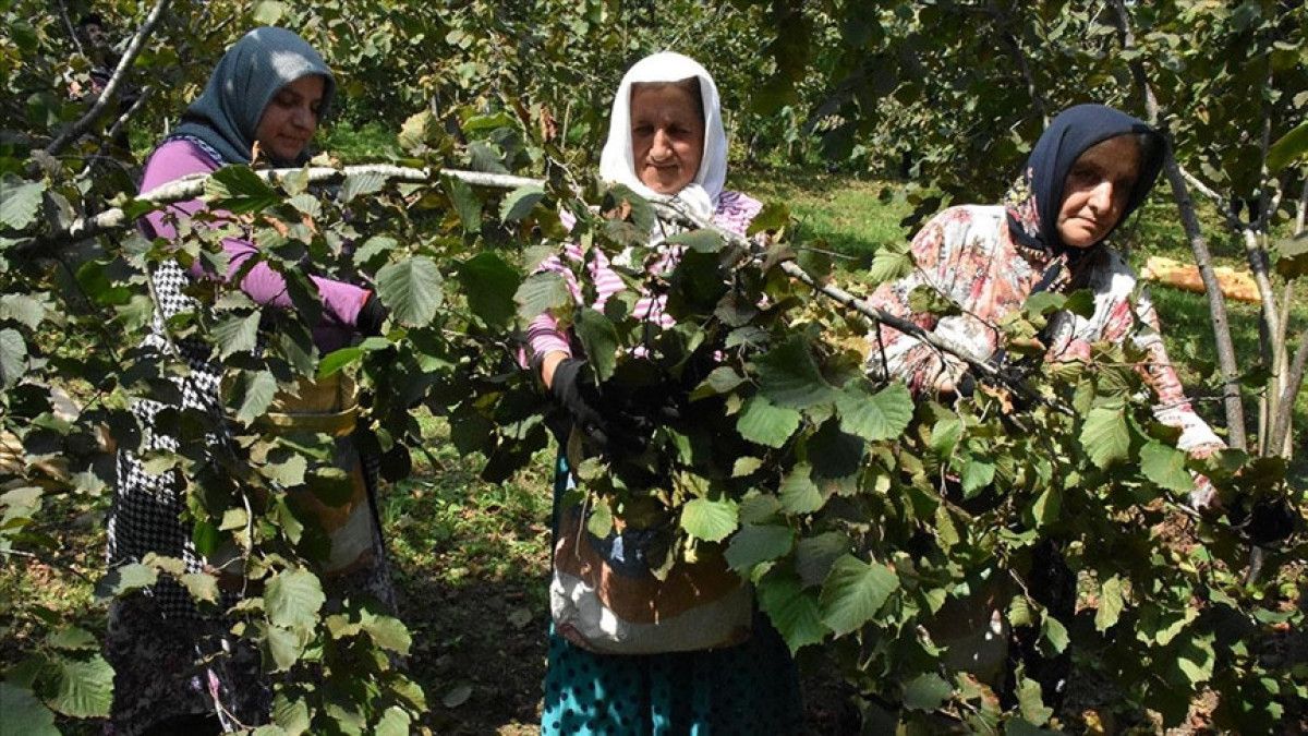 Patoz ve Diğer Ücretler