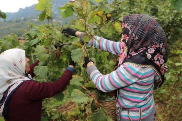Giresun’da Fındık İşçisinin Günlük Yevmiyesi 886 Lira Seviyesine Ulaştı