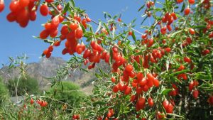 Goji Berry Nedir? Goji Berry Faydaları ve Bilmeniz Gerekenler
