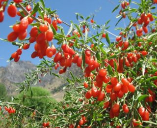 Goji Berry Nedir? Goji Berry Faydaları ve Bilmeniz Gerekenler