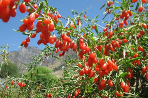 Goji Berry Nedir? Goji Berry Faydaları ve Bilmeniz Gerekenler