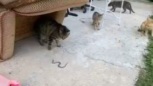 Gümüşhane’de İlginç Anlar: Kedilerin Yavru Yılanla Oyun Oynadığı Görüntüler