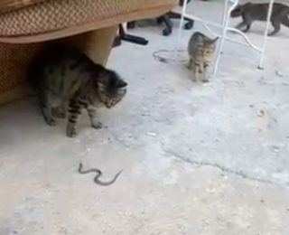 Gümüşhane’de İlginç Anlar: Kedilerin Yavru Yılanla Oyun Oynadığı Görüntüler