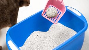 Hamilelikte Kedilerle Güvenli İlişki ve Enfeksiyon Riskleri