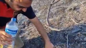 Hatayda İtfaiyeci, Alevler Arasında Kalan Kaplumbağayı Kurtardı