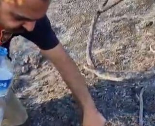 Hatayda İtfaiyeci, Alevler Arasında Kalan Kaplumbağayı Kurtardı