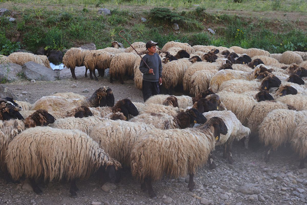 Göçer Hayatının Zorlukları ve Alışkanlıklar