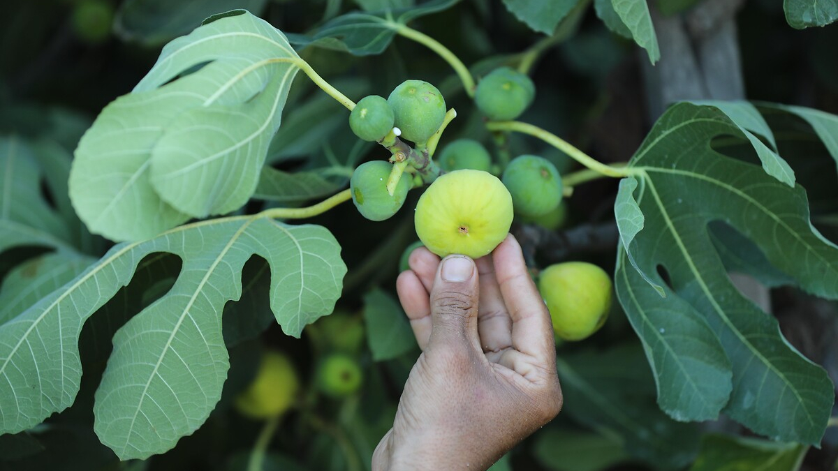 Kullanmada Dikkat Edilmesi Gerekenler