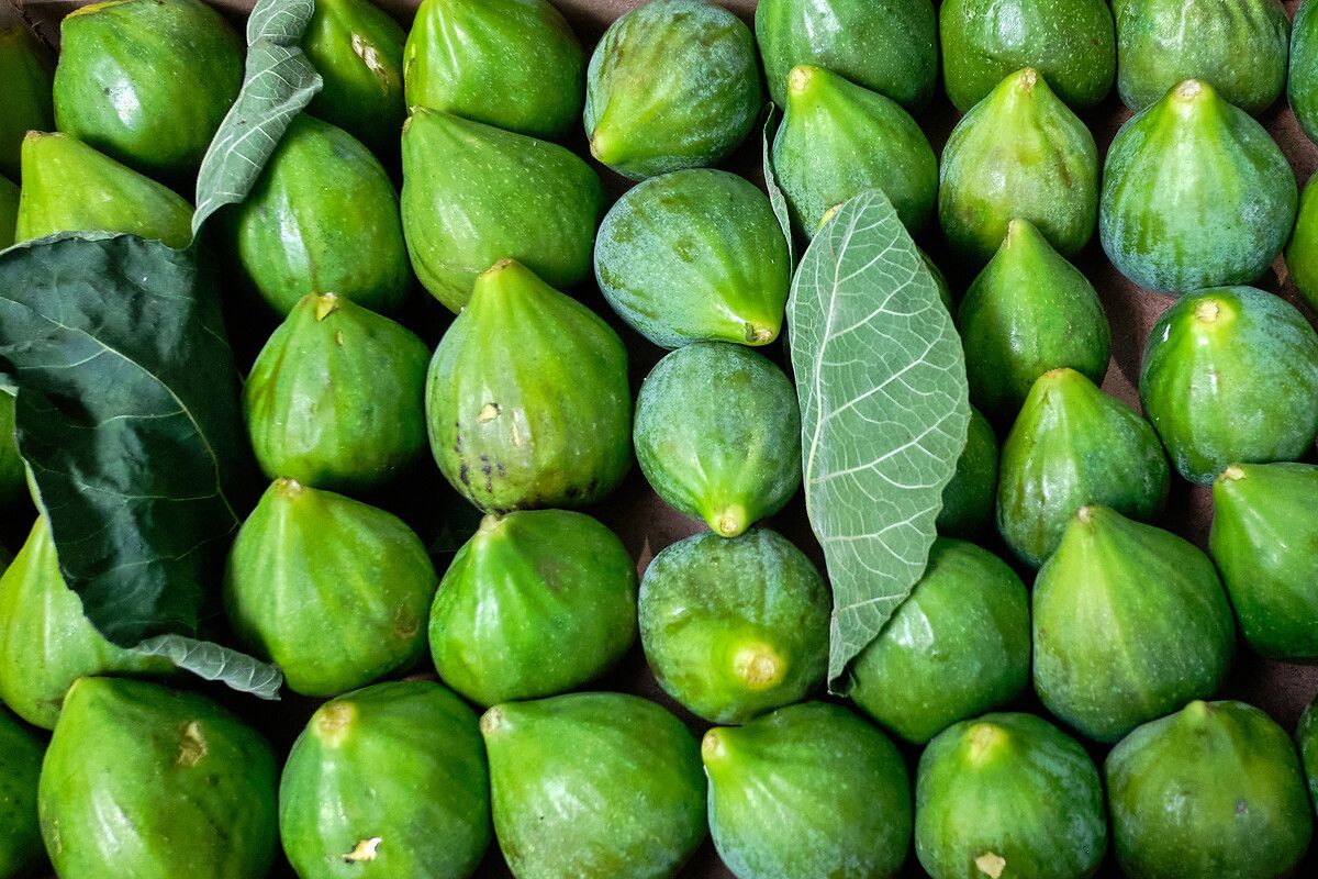 İncir Sütünün Sıra Dışı Şifa Kaynağı ve Mucizevi Etkileri