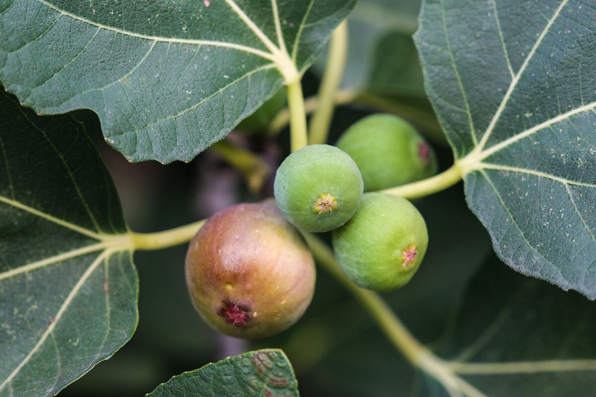 İncir Sütünün Sıra Dışı Şifa Kaynağı ve Mucizevi Etkileri