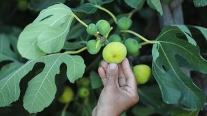 İncir Sütünün Sıra Dışı Şifa Kaynağı ve Mucizevi Etkileri