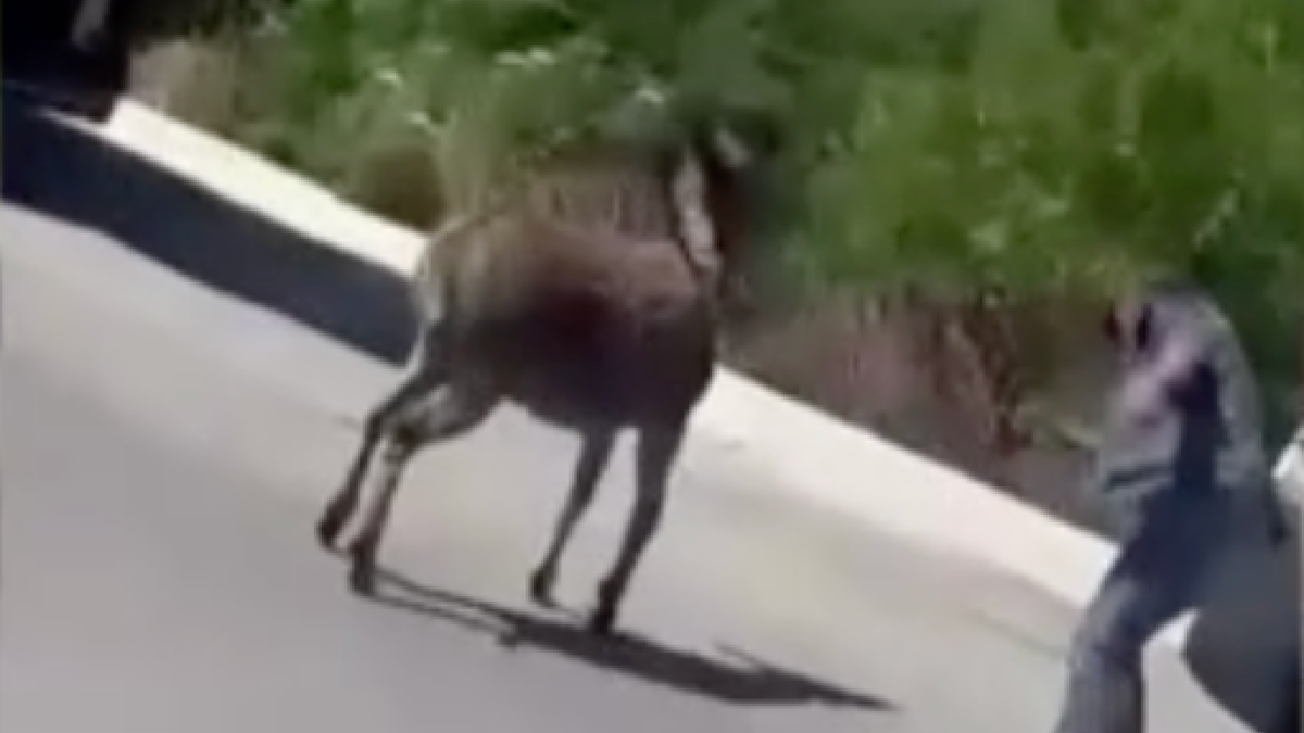İstanbul’un Arnavutköy ilçesinde sokaklarda dolaşan başıboş bir eşek, mahallede adeta panik yarattı ve ilginç görüntüler ortaya çıktı.