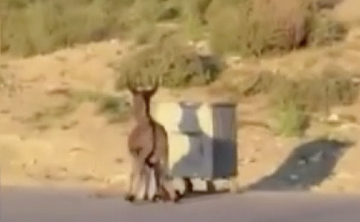 Eşekten Kaçmaya Çalışan Vatandaşlar Ve Komik Anlar