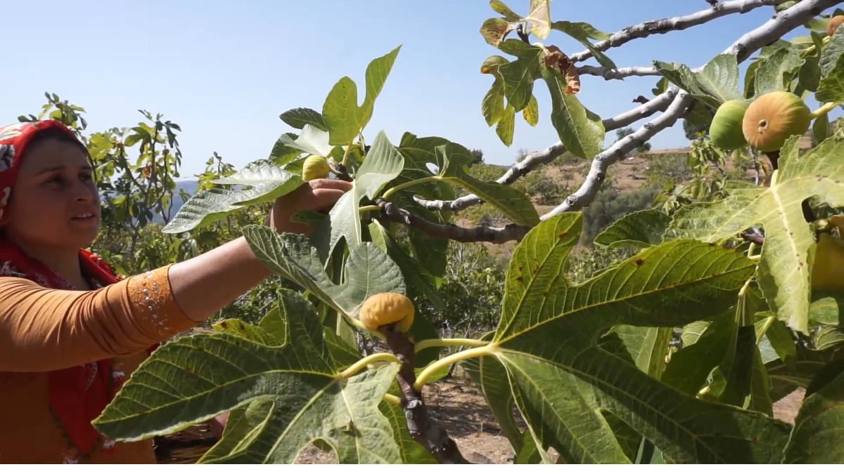 İzmir’in İncir Üretiminin Kalbi Tire’de Yeni Sezona Hazırlıklar Başladı