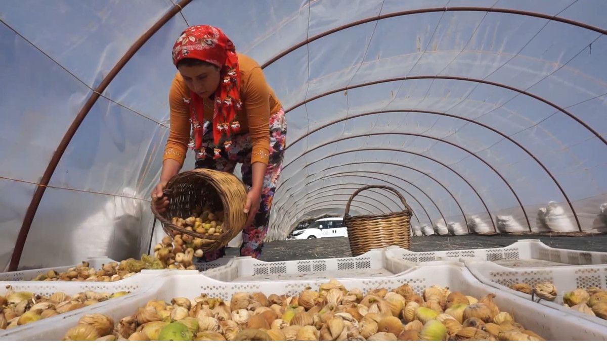 Yatılı İşçilerin Maaşı ve Sezon Beklentileri
