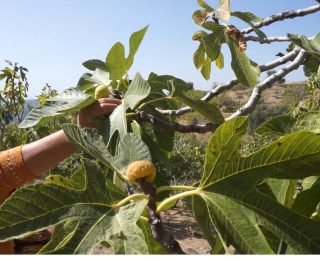 İzmirde Incir Hasadında İşçi Maaşı Rekor Kırdı: 90 Bin TL