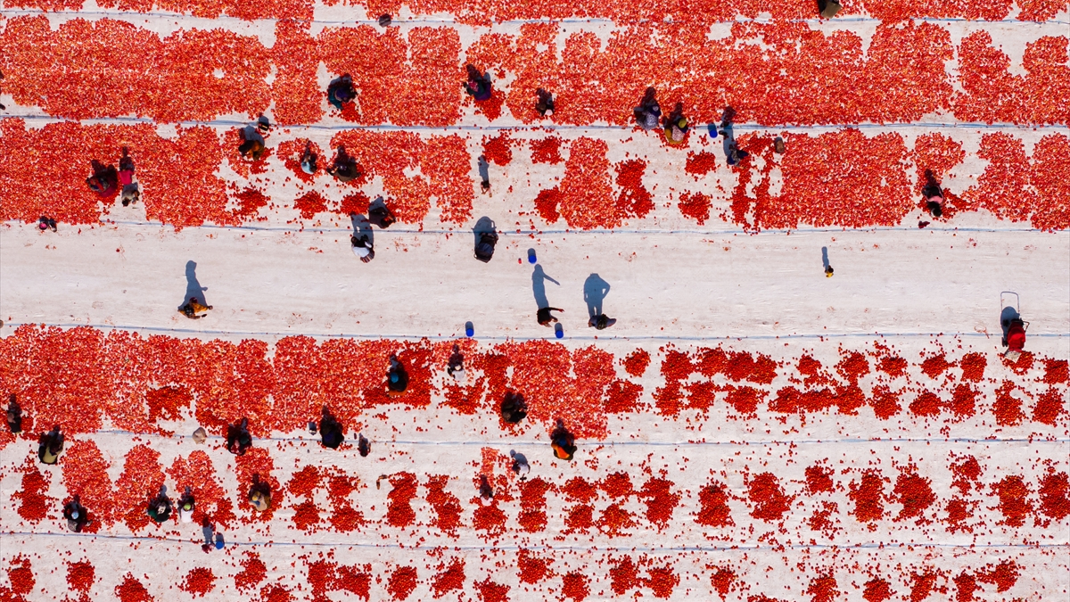 İzmir’in Torbalı İlçesinde, Sıcak Hava Koşullarında Kuru Domates Hasadı Başladı