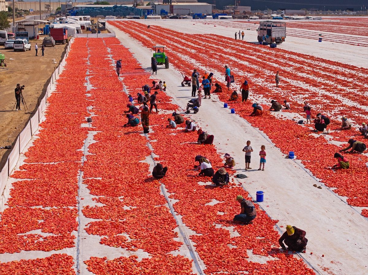 İzmir’in Torbalı İlçesinde Sıcak Havalarda Kuru Domates Sezonu Başladı