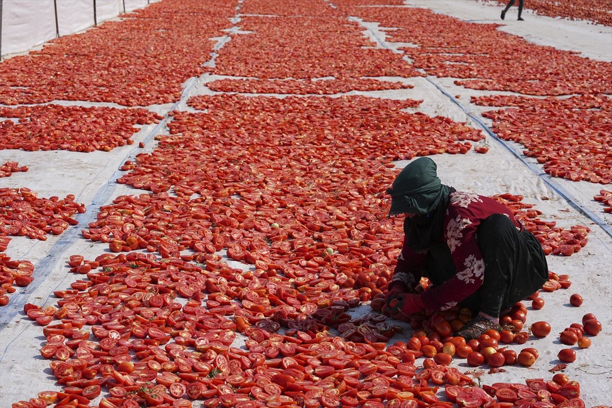 İş Gücü ve Çalışma Koşulları