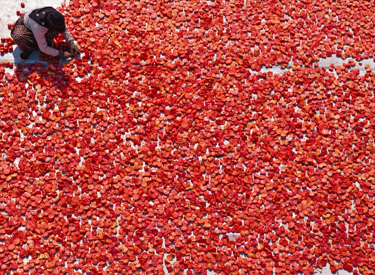 Türk Kuru Domateslerinin Dünya Pazarlarındaki Yükselişi