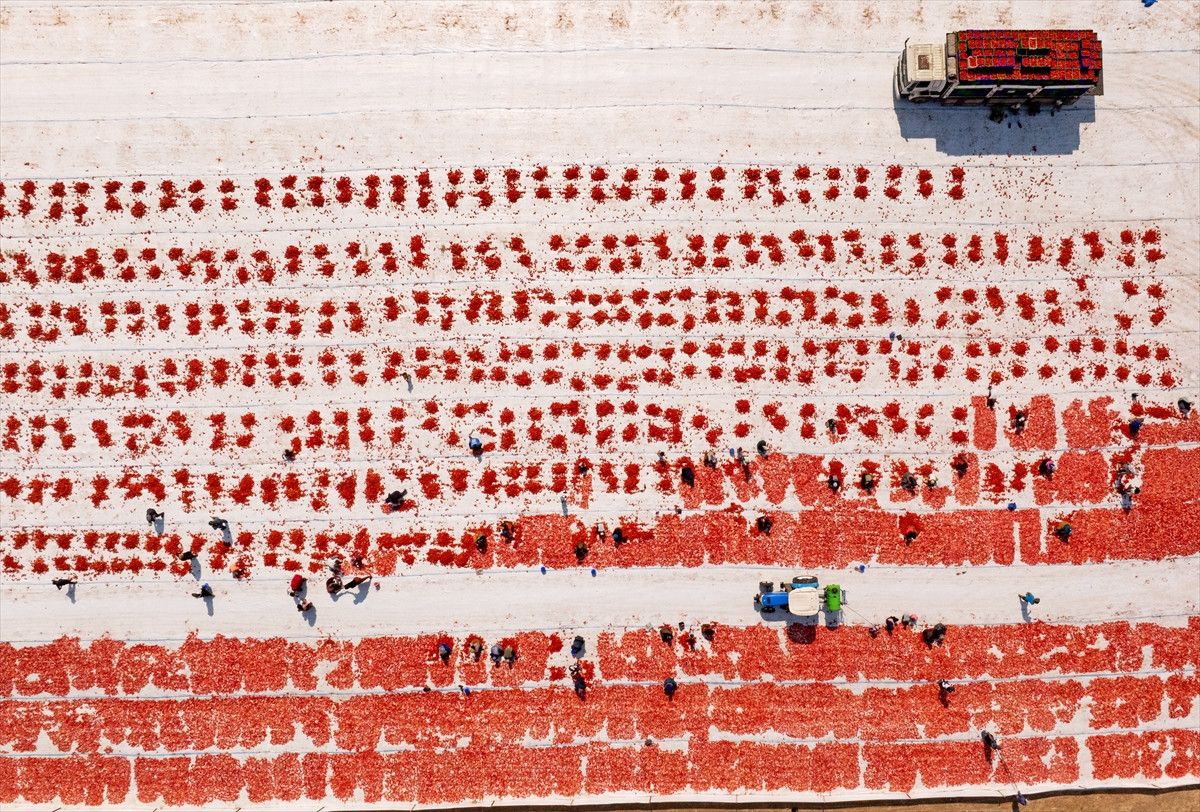 İzmir’in Torbalı İlçesinde Sıcak Havalarda Kuru Domates Sezonu Başladı