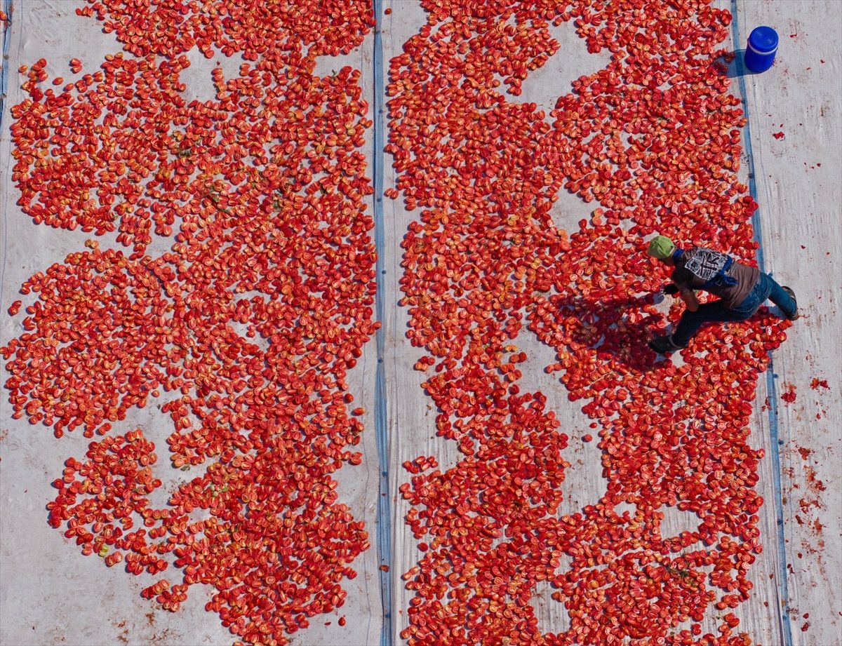 İzmir’in Torbalı İlçesinde Sıcak Havalarda Kuru Domates Sezonu Başladı