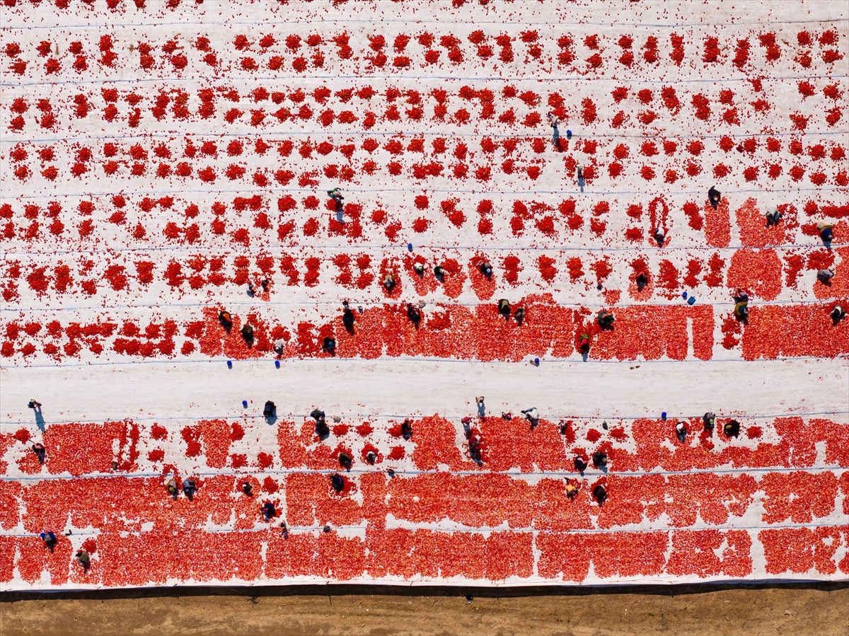 İzmir’in Torbalı İlçesinde Sıcak Havalarda Kuru Domates Sezonu Başladı