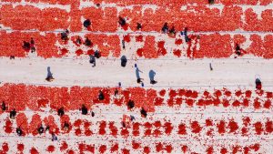 İzmir’in Torbalı İlçesinde Sıcak Havalarda Kuru Domates Sezonu Başladı
