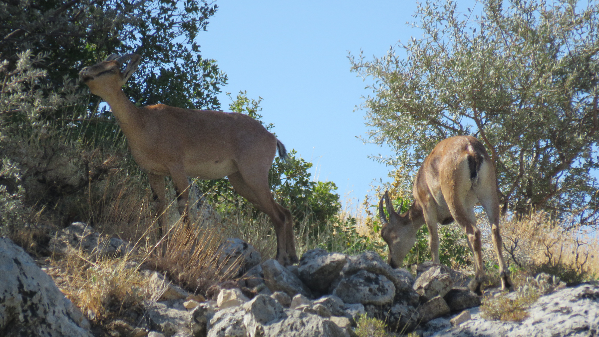 Kahramanmaraş'ta Ahır Dağı'nın Yamaçlarındaki Geyik Sürüsü Görüntülendi